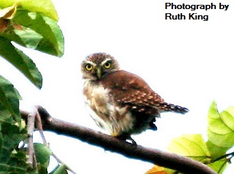 Ferruginous Pygmy-owl